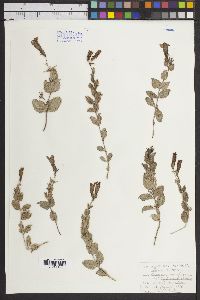 Penstemon montanus subsp. montanus image