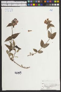 Penstemon nemorosus image