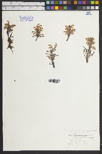 Pedicularis langsdorffii image