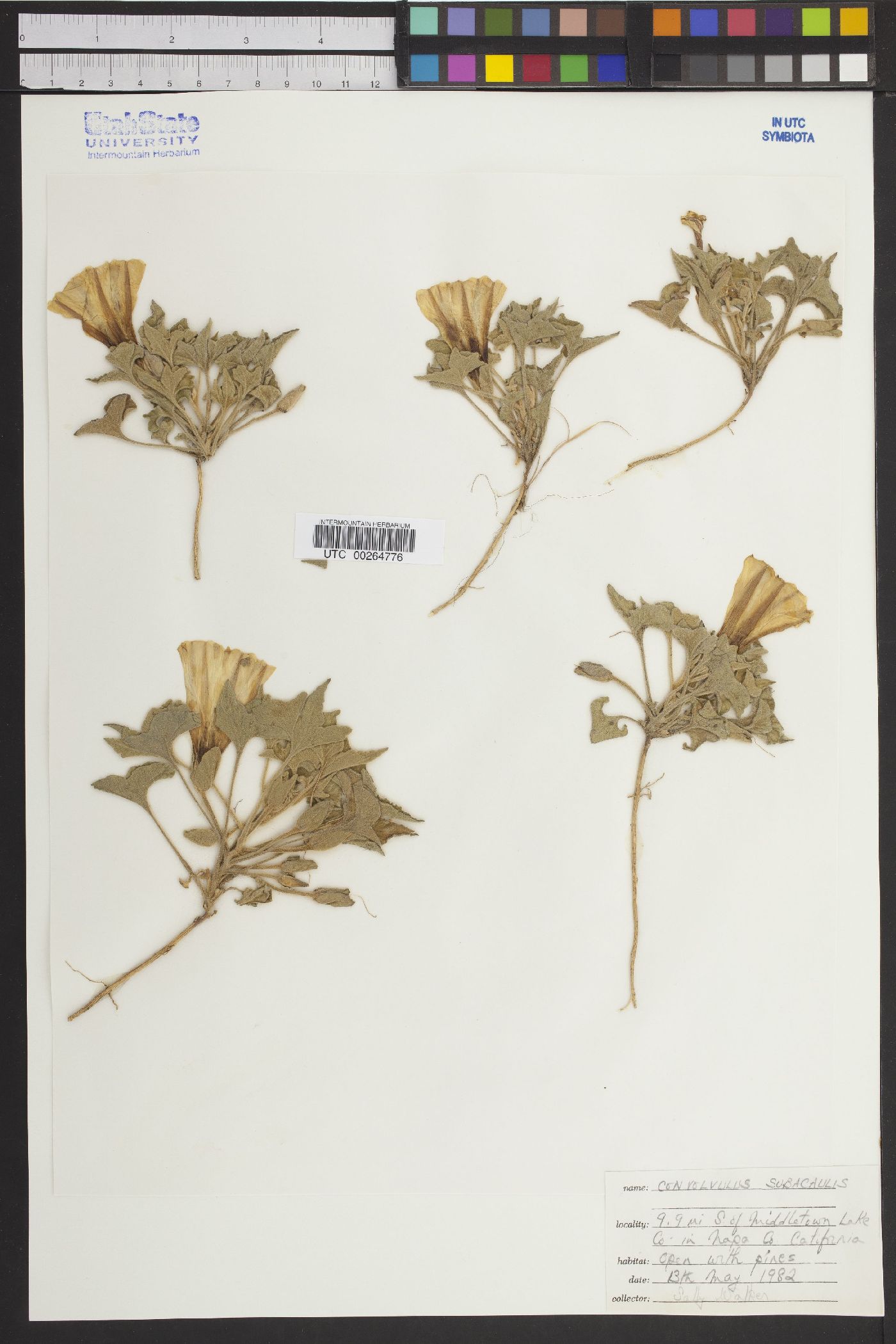 Convolvulus subacaulis image