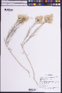 Ericameria nauseosa var. speciosa image