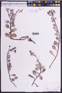 Mertensia maritima subsp. maritima image