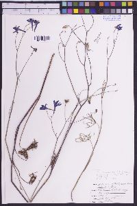 Image of Delphinium leptophyllum