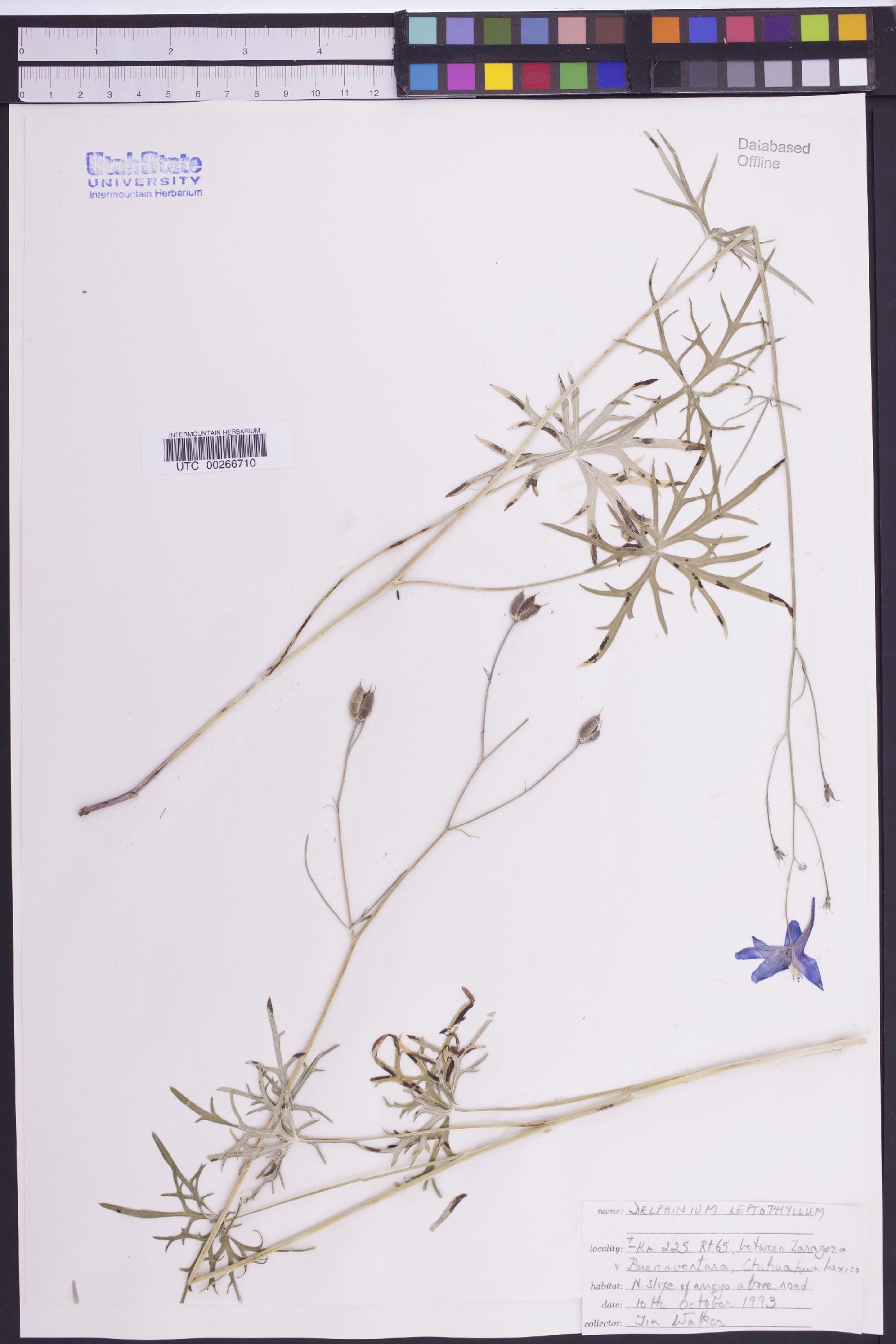 Delphinium leptophyllum image