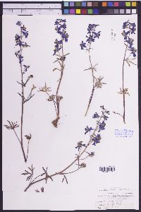 Delphinium andersonii image