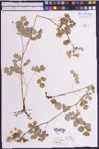 Thalictrum occidentale image