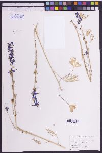 Delphinium nuttallianum image