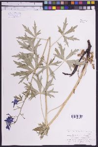 Delphinium barbeyi image