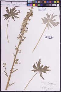 Delphinium occidentale image