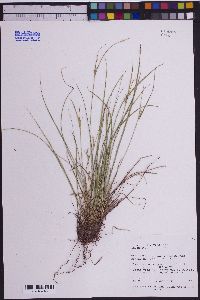 Carex rossii image