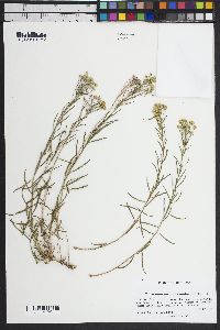 Sphaeromeria diversifolia image