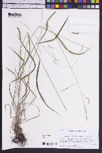 Festuca subverticillata image