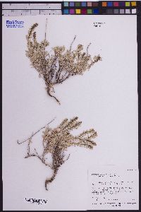 Atriplex corrugata image