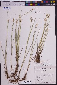 Juncus articulatus image