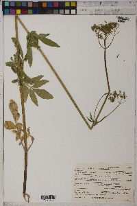 Valeriana occidentalis image