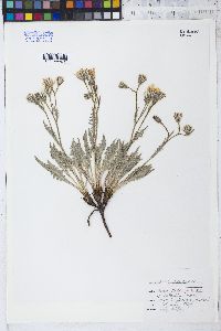 Crepis occidentalis image