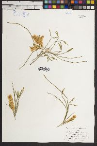 Acacia willardiana image