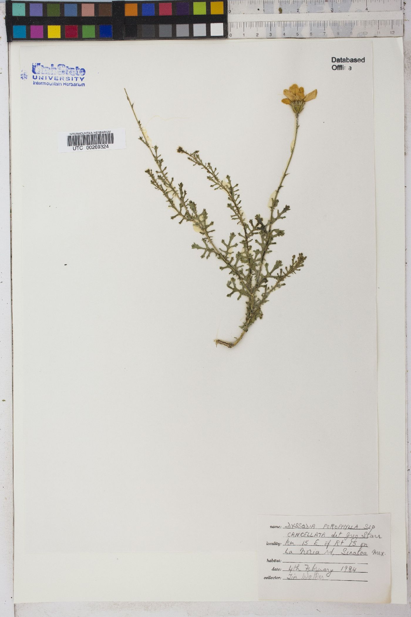 Adenophyllum porophyllum var. porophyllum image