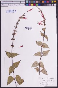 Image of Salvia gesneraeflora