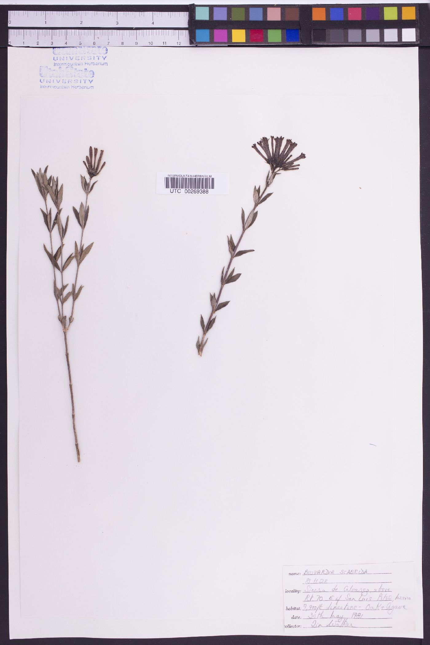 Bouvardia scabra image