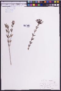 Image of Bouvardia scabra