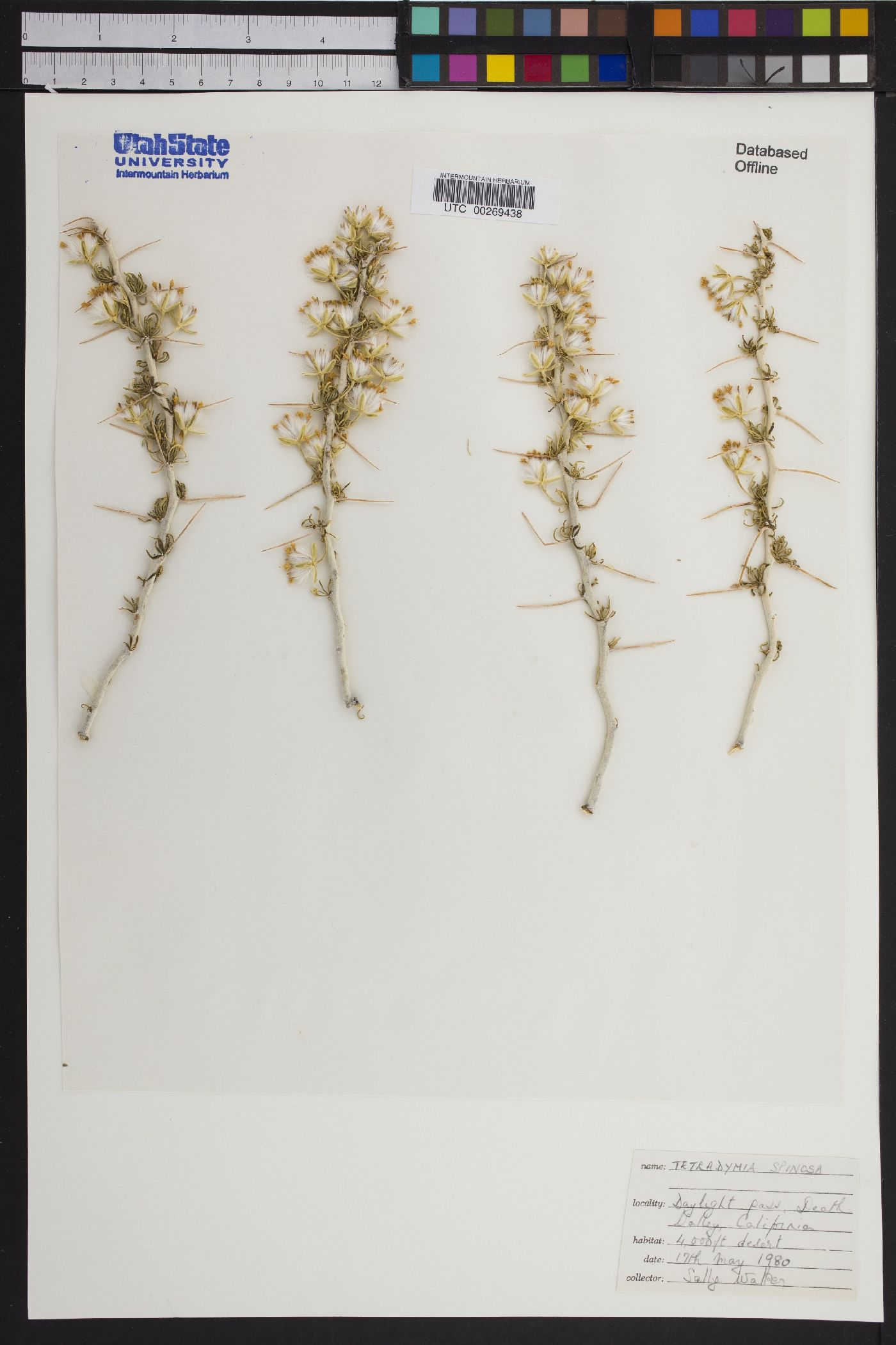 Tetradymia spinosa image
