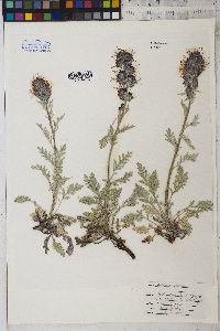 Phacelia sericea image