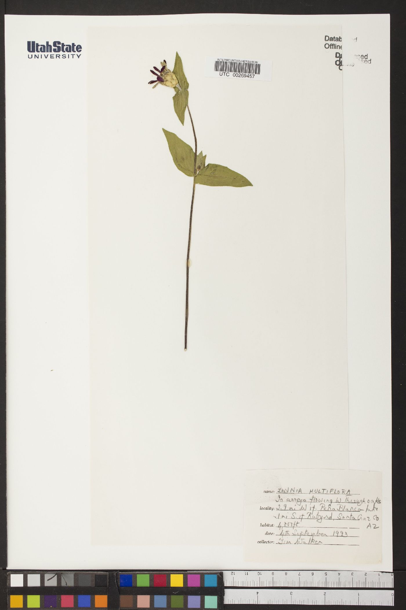 Lindernia multiflora image