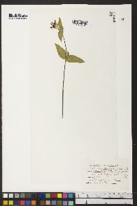 Image of Lindernia multiflora