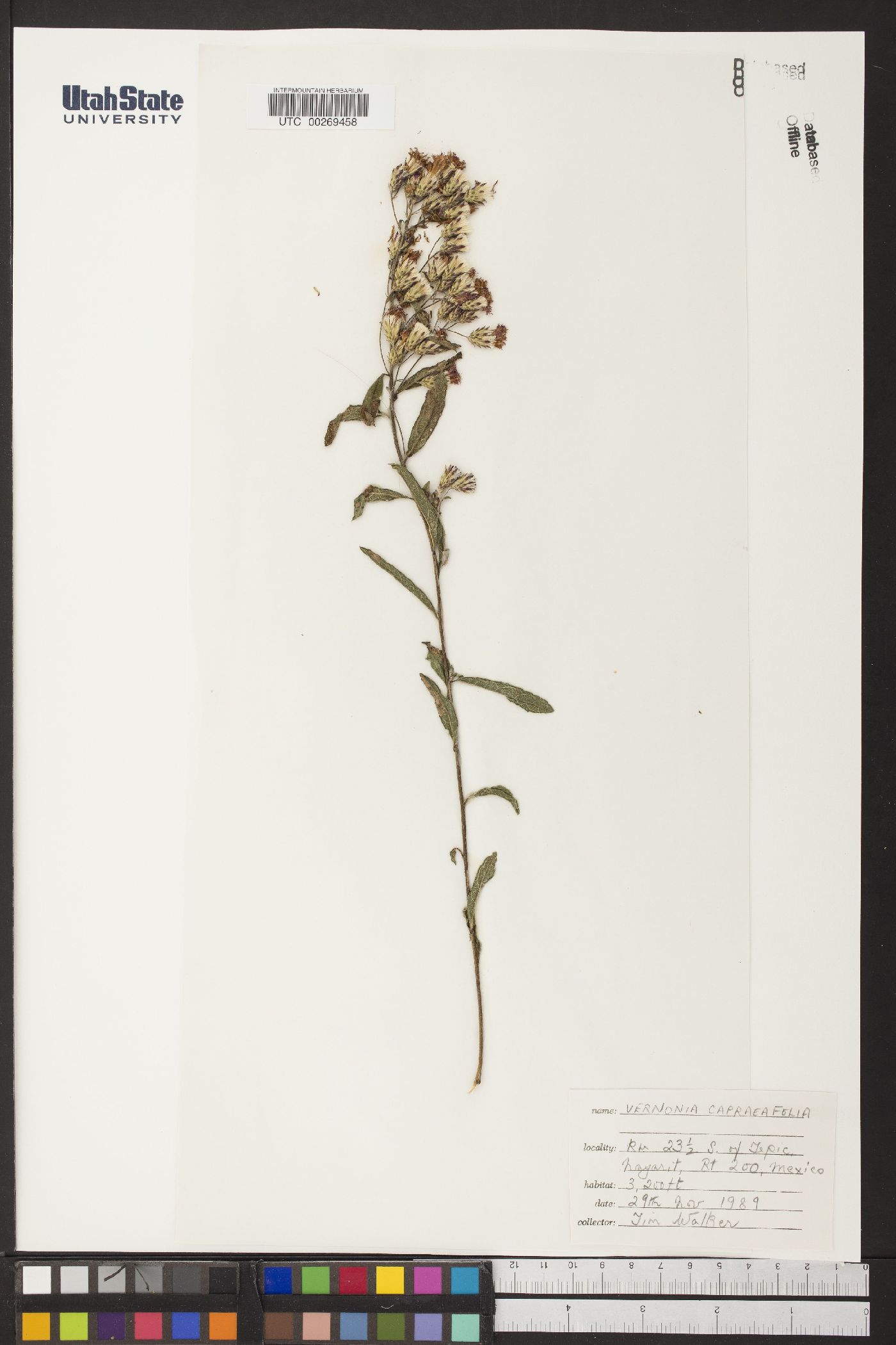 Vernonia capreifolia image