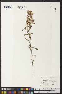 Image of Vernonia capreifolia