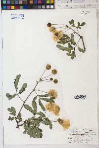 Calliandra penduliflora image