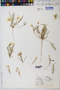 Camissonia angelorum image