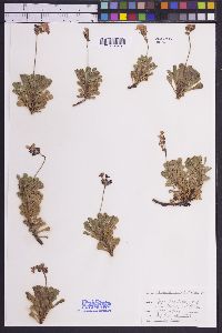 Primula suffrutescens image