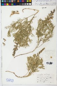 Heliomeris multiflora image