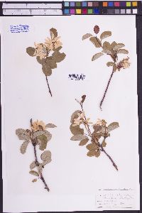 Amelanchier alnifolia image