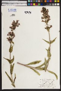 Penstemon glaber image