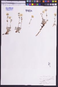 Potentilla biflora image