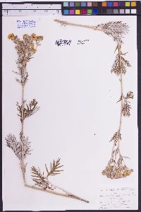 Potentilla gracilis var. flabelliformis image