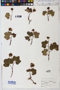 Rubus chamaemorus image