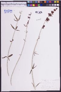 Bouvardia bouvardioides image