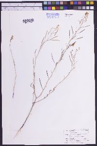 Image of Dryopetalon purpureum