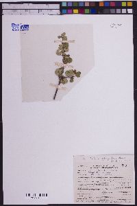 Betula glandulosa image