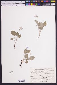 Viola adunca image