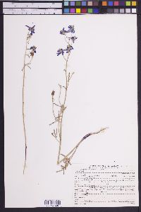 Delphinium nuttallianum image