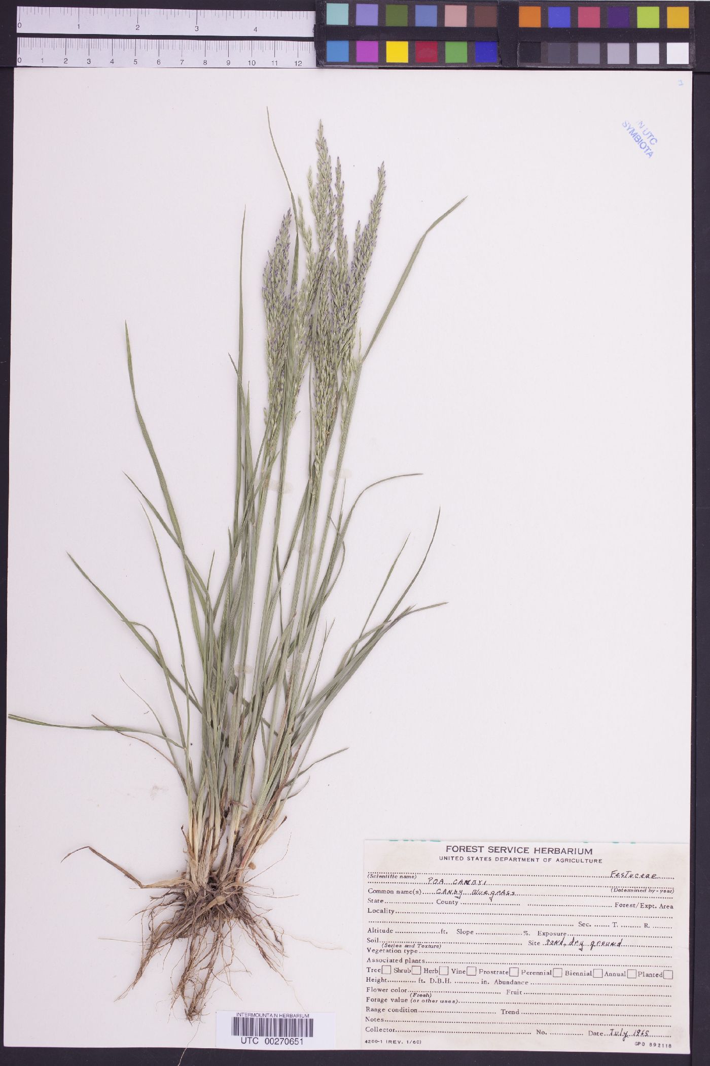 Poa secunda var. secunda image