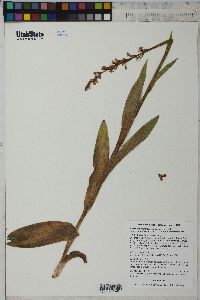 Platanthera hyperborea var. hyperborea image