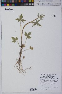 Ranunculus uncinatus image