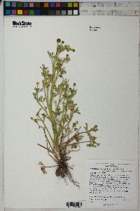 Ranunculus sceleratus image