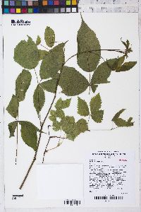 Rubus canadensis image